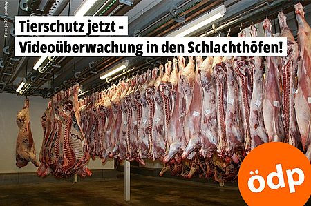 Videoüberwachung in Schlachthöfen 